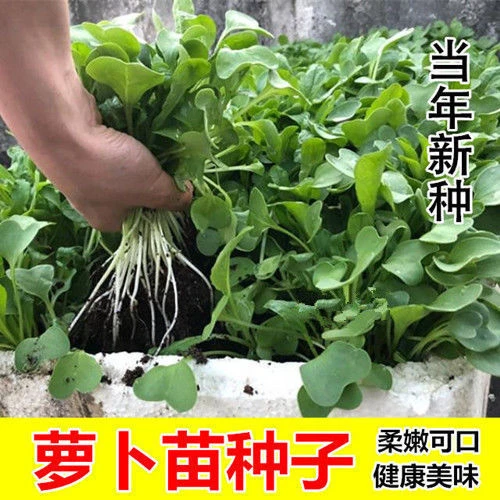 拍3送1萝卜苗种子庭院阳台盆栽叶子菜速生萝卜菜芽种子有机绿色
