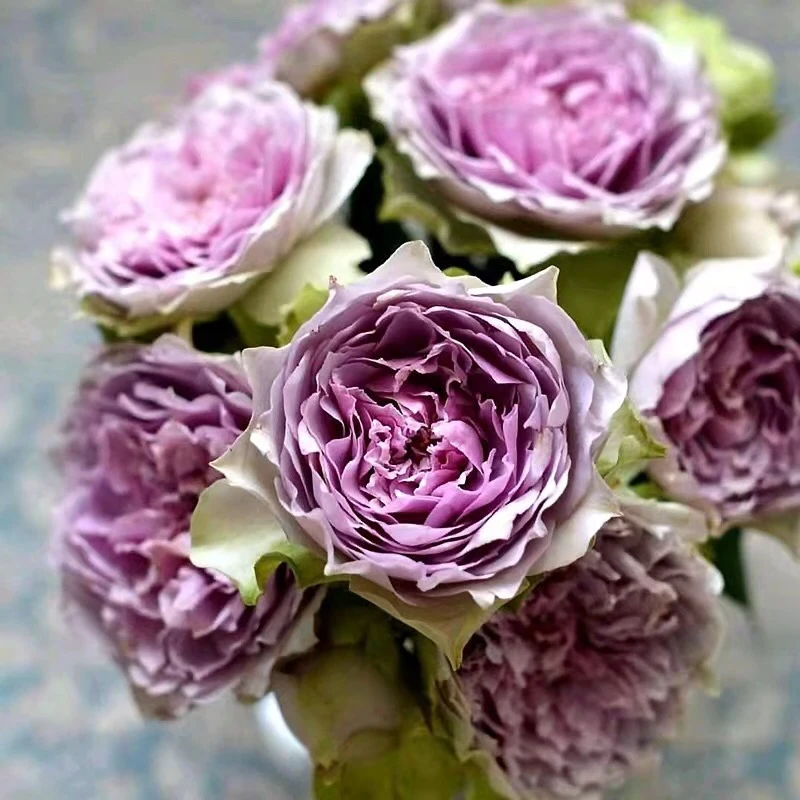 應花园裸根修剪发货 首饰盒/珠宝盒 花苗河本麻纪子复色切花 耐寒