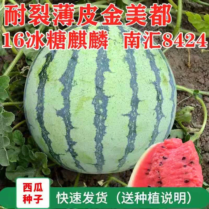 早熟8424麒麟西瓜孑种籽南方四季特大果懒汉超甜薄皮西瓜种子