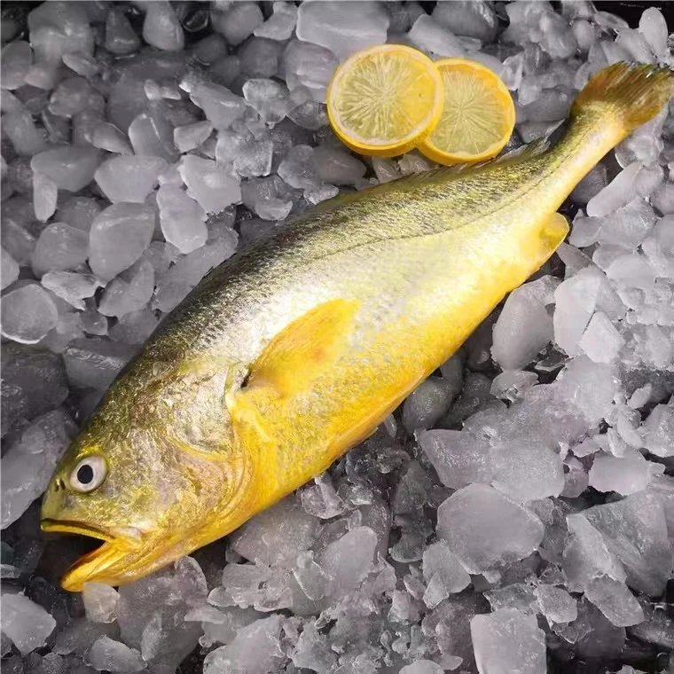 新鲜速冻大黄鱼  单条9两左右 4条