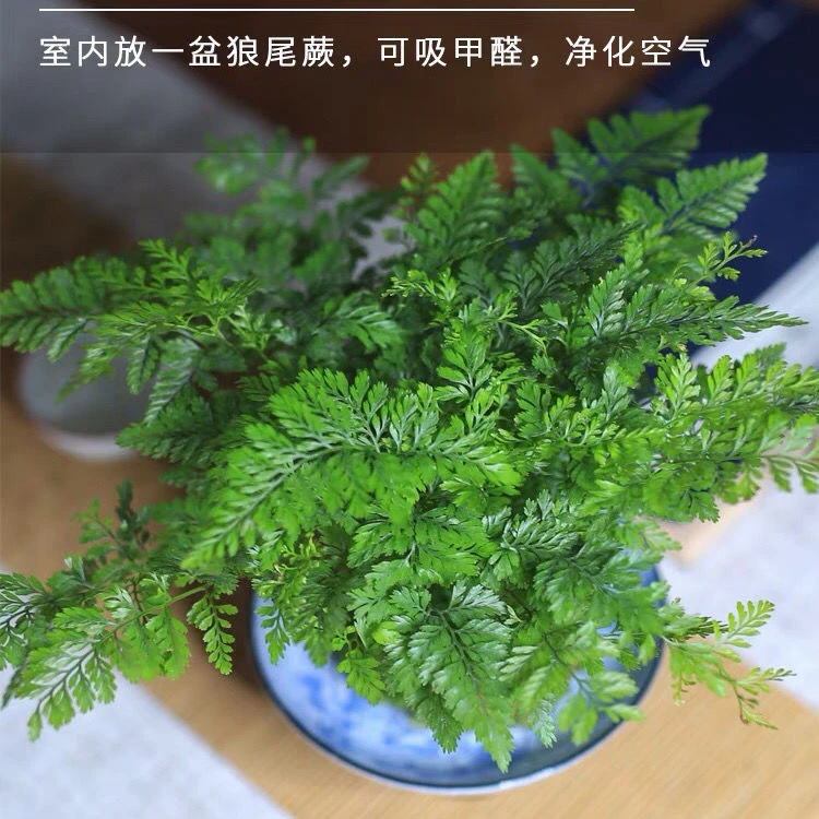 常绿狼尾蕨水培植物室内绿植造景净化空气吸甲醛防辐射适合办公室