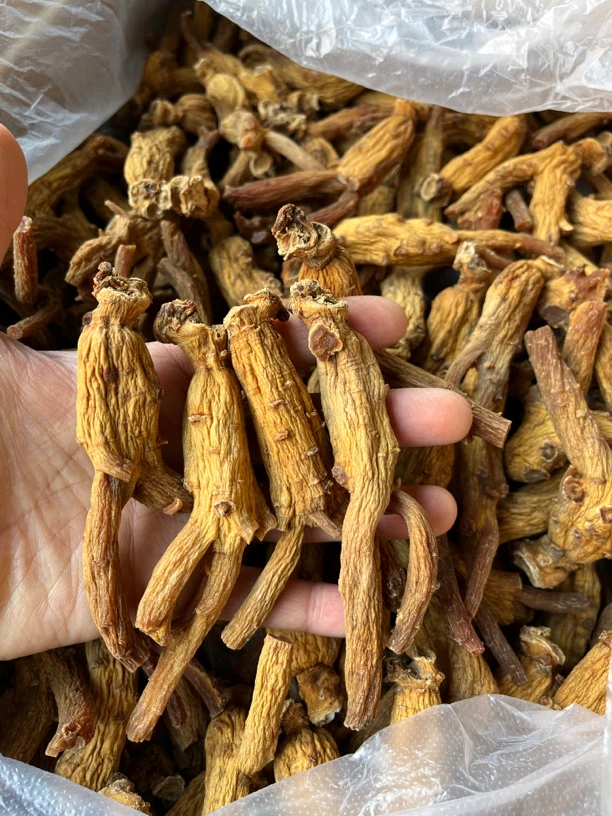高丽参原枝货一级货 20支一斤