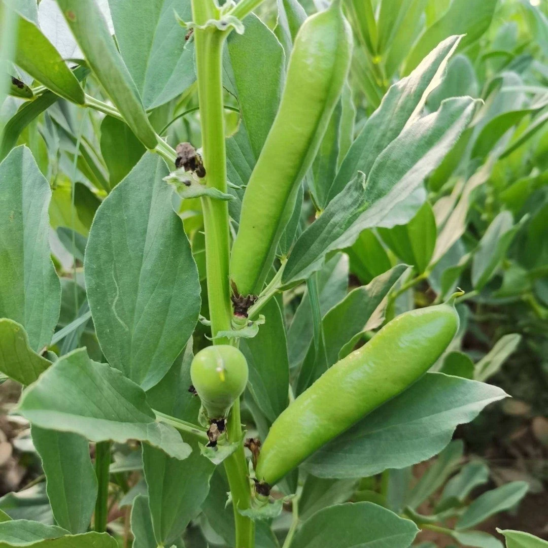 湖北本地蚕豆豌豆巴果包邮3-5斤