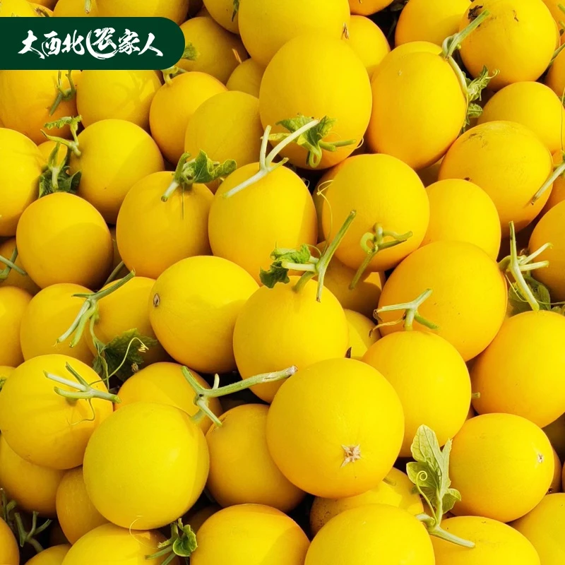 陕西阎良黄河蜜瓜黄皮甜瓜皮厚香甜多汁4.5斤8.5斤