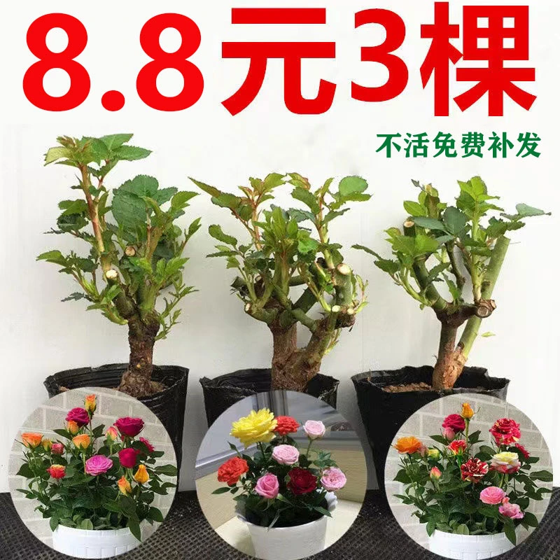 6颗12.5元玫瑰花苗盆栽特大花树苗月季老桩花卉植物四季开花阳台