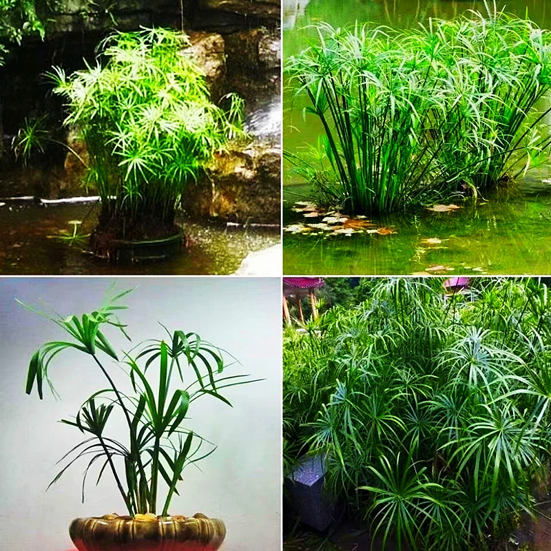 水竹苗挺水植物盆栽水培旱伞草室内绿植鱼缸龟缸鱼池净水四季常青