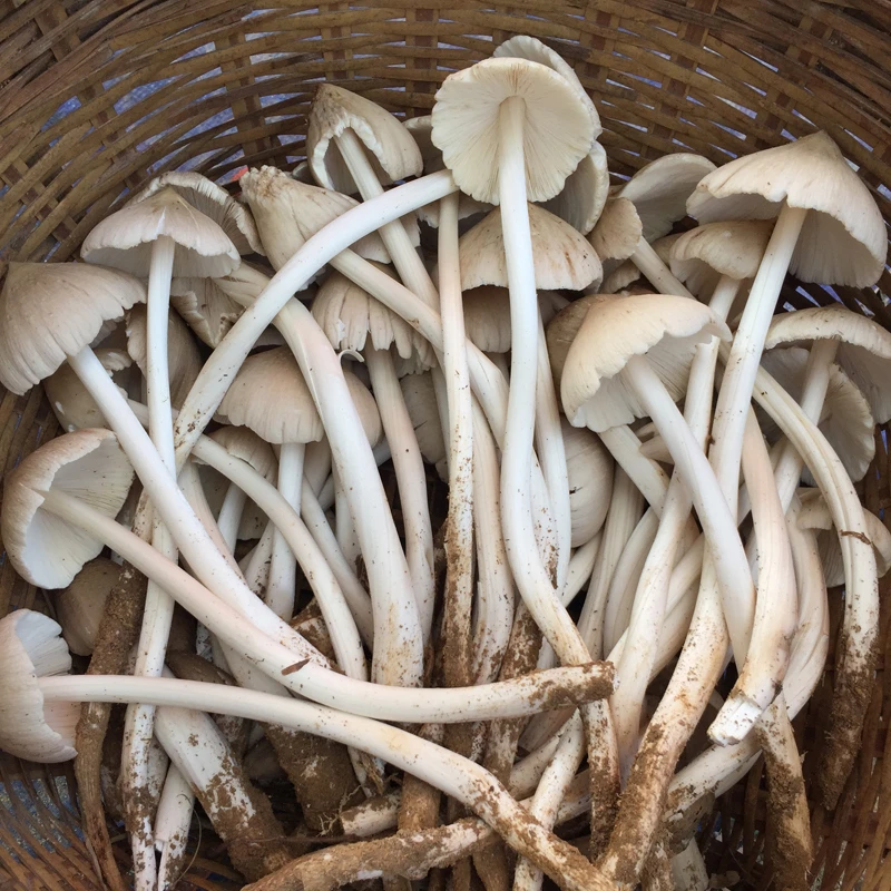 正宗增城荔枝菌五月菇新鲜鸡枞菌夏至菇1斤食用菌