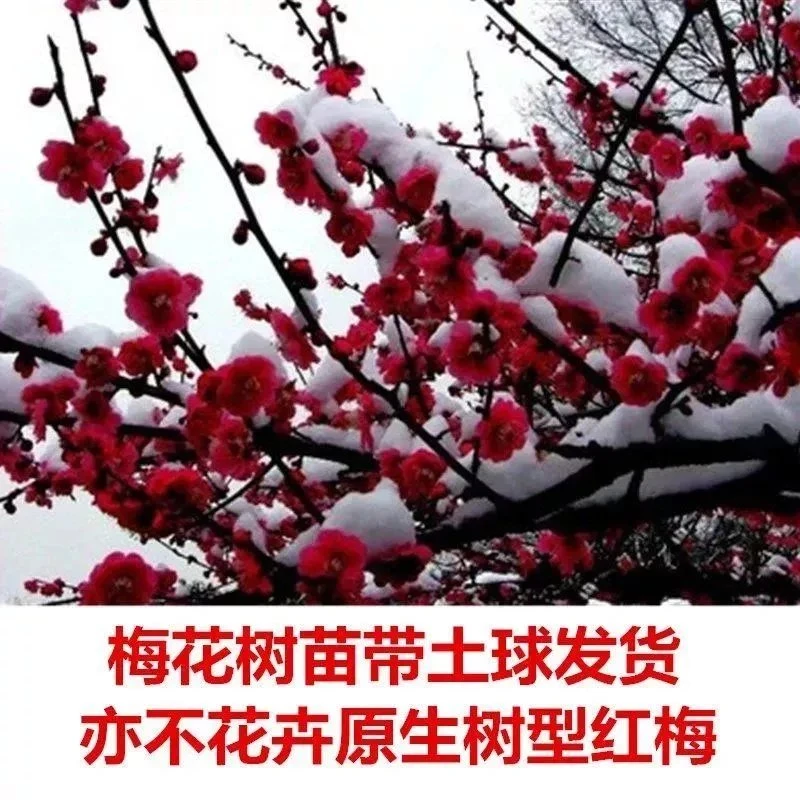 梅花树苗红梅树苗原生红梅树苗庭院地栽盆栽树桩盆景观赏花卉