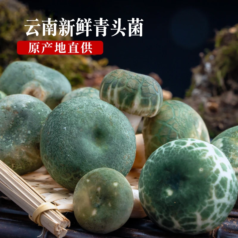云南新鲜青头菌500g精品骨朵青头菌绿豆菌顺丰包邮