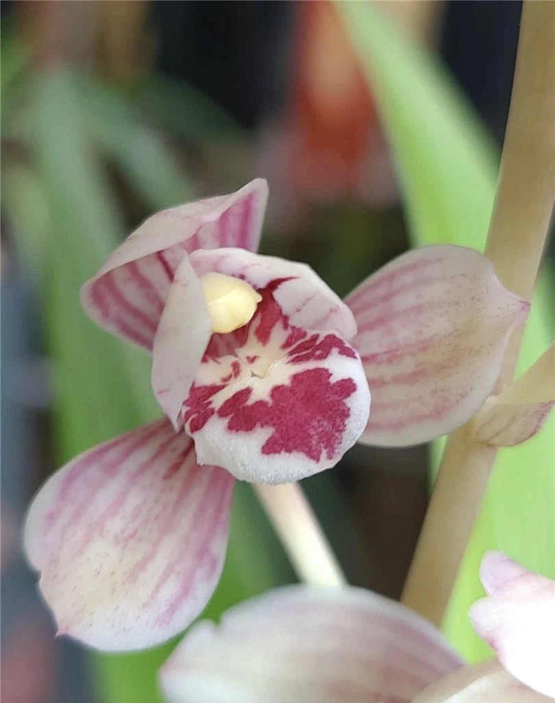 精品兰花苗东方红荷带花苞浓香型客厅阳台绿植花卉