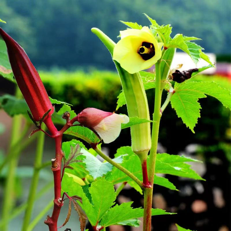秋葵苗黄秋葵红秋葵秧苗带土大苗四季阳台盆栽寿光蔬菜苗有机保健