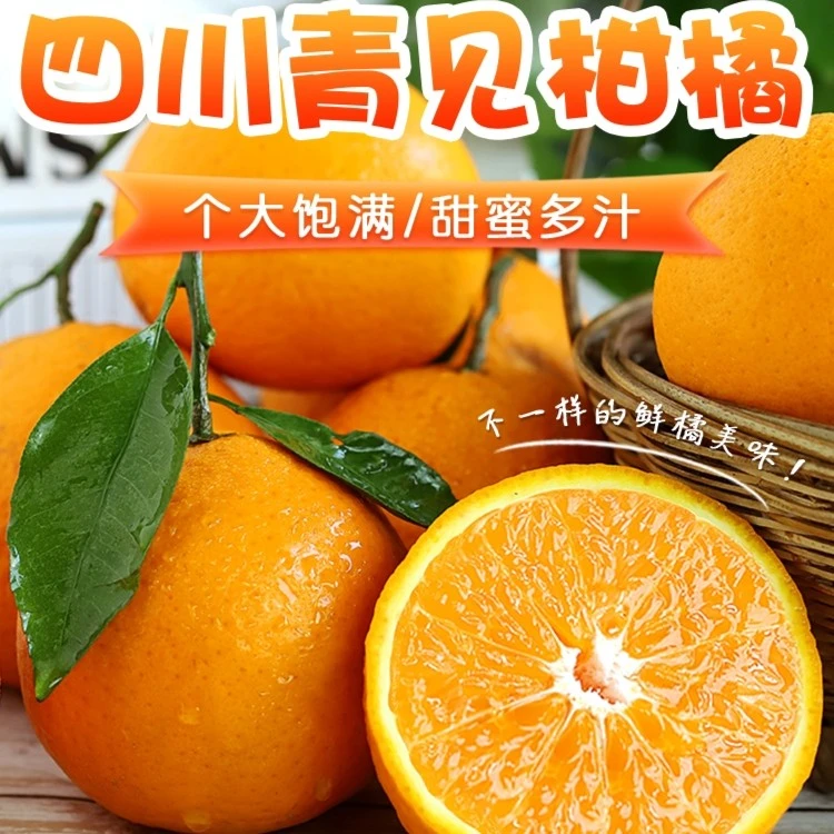 苌公禾【郡家】四川青见果冻橘5/9斤新鲜成熟应季柑橘皮薄多汁酸甜