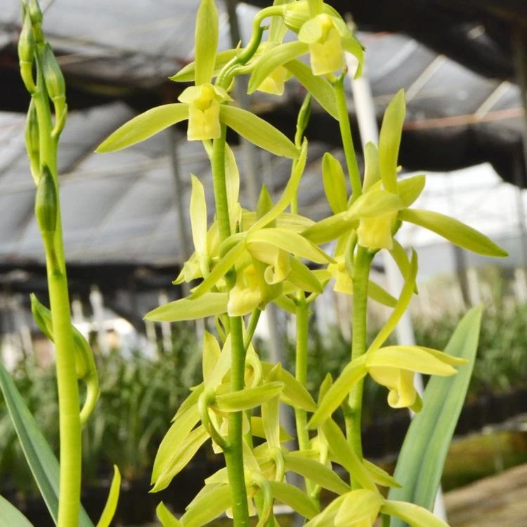 翁源兰花墨兰吴字翠阳台办公室室内花卉盆栽绿植