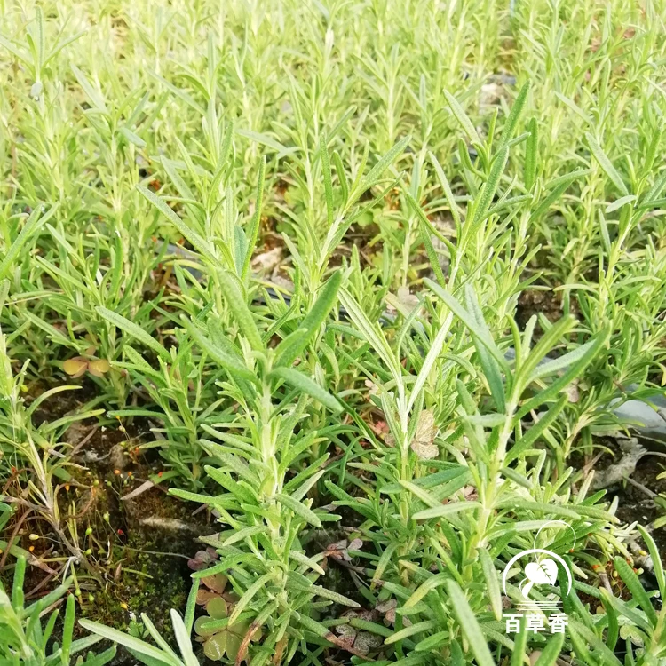 无纺布苗食用观赏香草薰衣草欧芹百里香神香草迷迭香鼠尾草薄荷