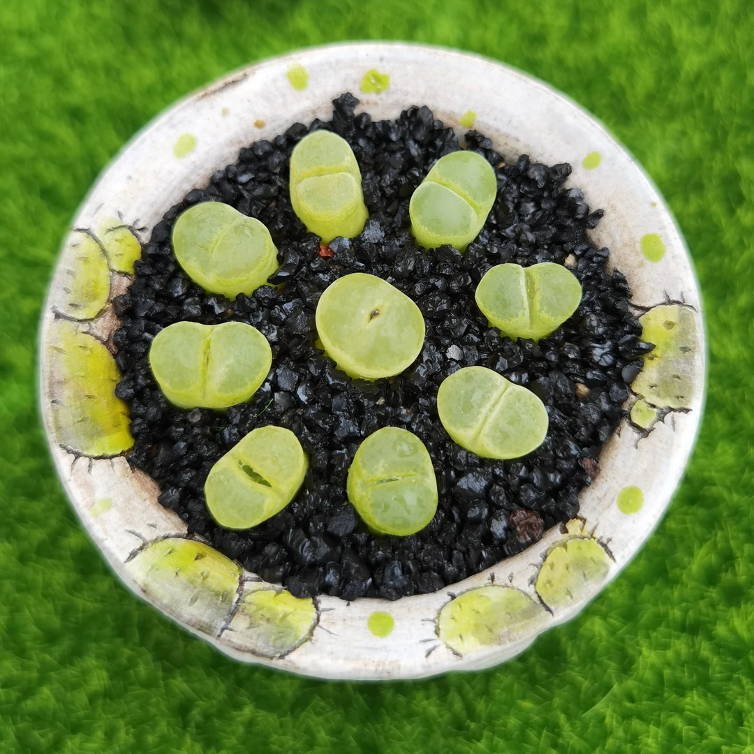 ①号链接曼玉多肉生石花肉锥阳台植物简单好养红色稀有名贵多肉