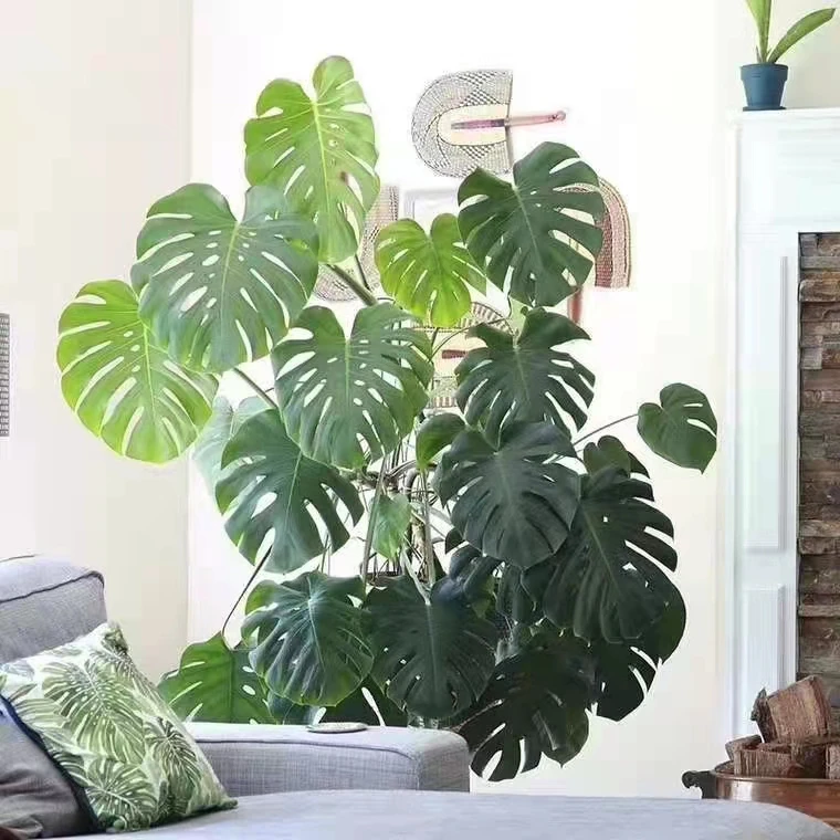 老桩龟背竹四季常绿室内客厅办公室净化空气盆栽一物一拍