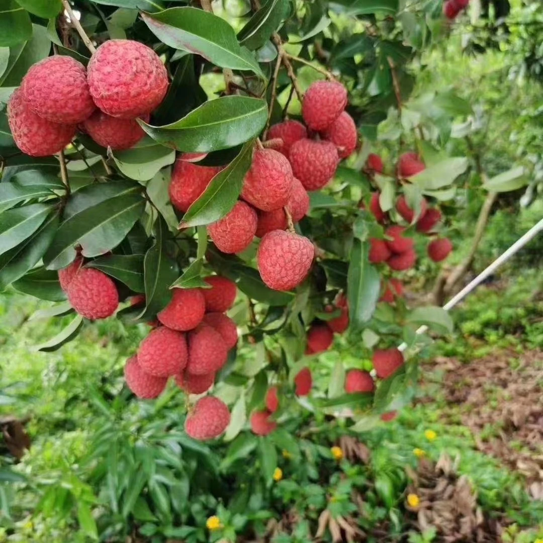 绿植直播间一物一拍