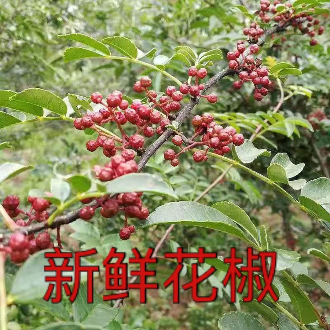 贵州农家现摘新鲜红花椒干花椒生花椒粒特麻提味花椒佐料调味品