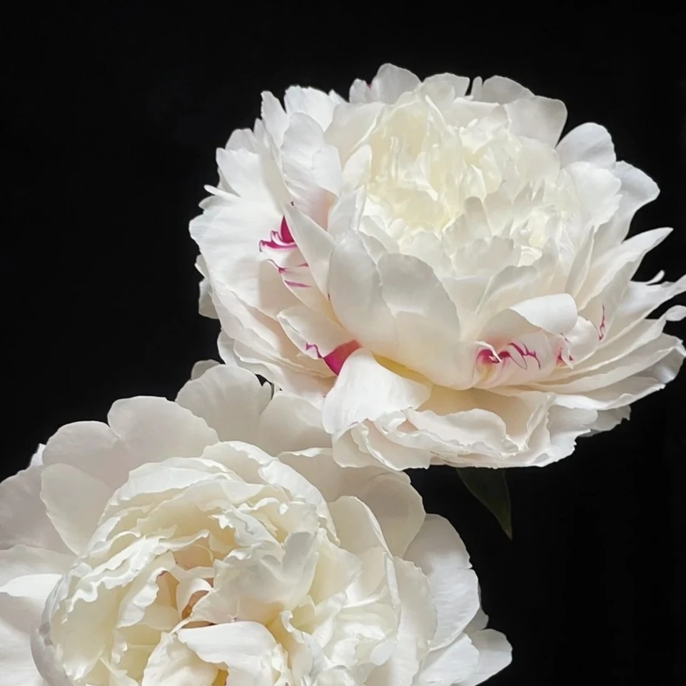 【杨妃出浴】芍药鲜花重瓣芍药