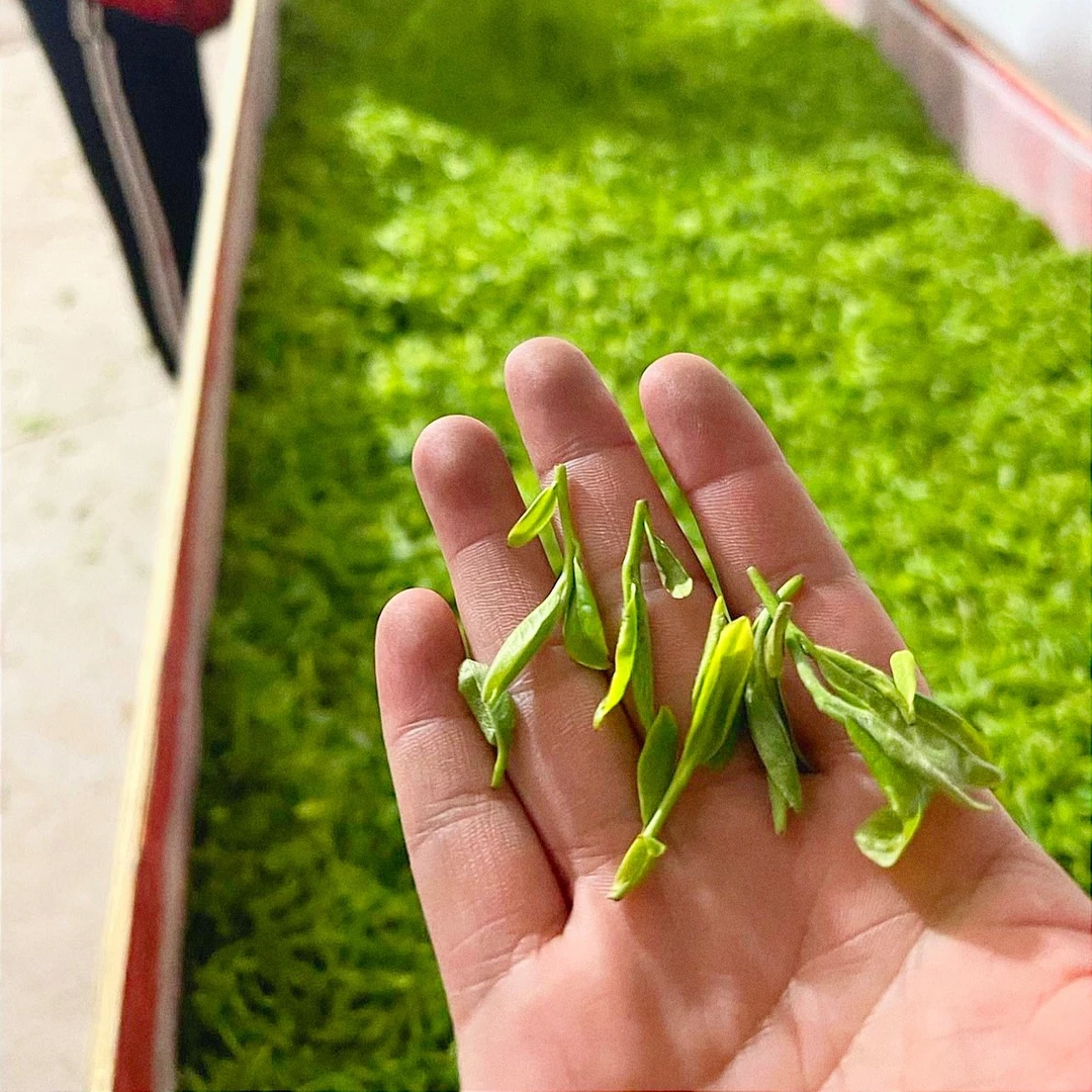 绿茶 俞和友 茶样专用链接