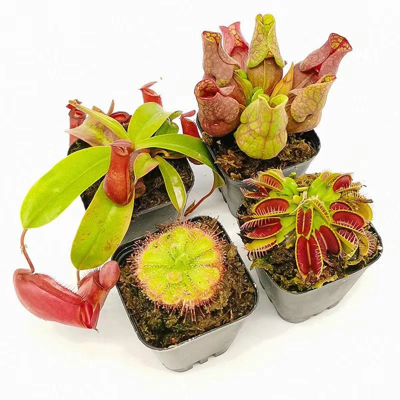 【食虫套餐四盆】捕蝇草组合套餐四大名捕食人花桌面趣味盆栽水培