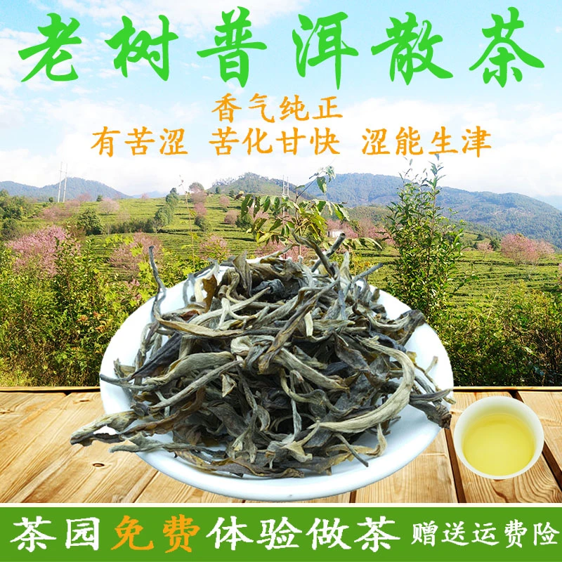 普洱生茶散茶哀牢山无量山生普洱茶生茶特级新普洱茶云南茶叶500g