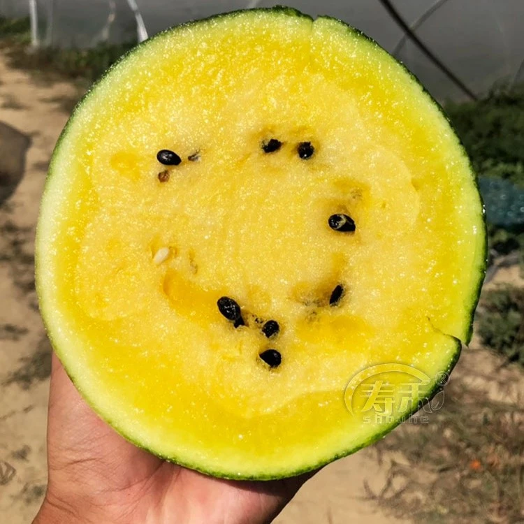 黄瓤小凤西瓜种子种籽黄瓤黄皮小型春季南方四季种植孑子特小凤