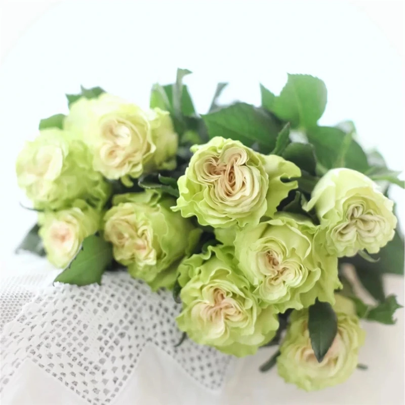 月季~琉璃翠花苗阳台庭院灌木大切花玫瑰花苗