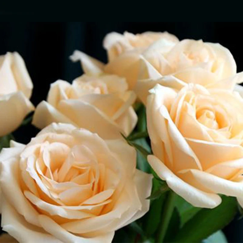 蜜桃雪山 月季 花苗 玫瑰 多季开花 阳台 经典切花 香槟色