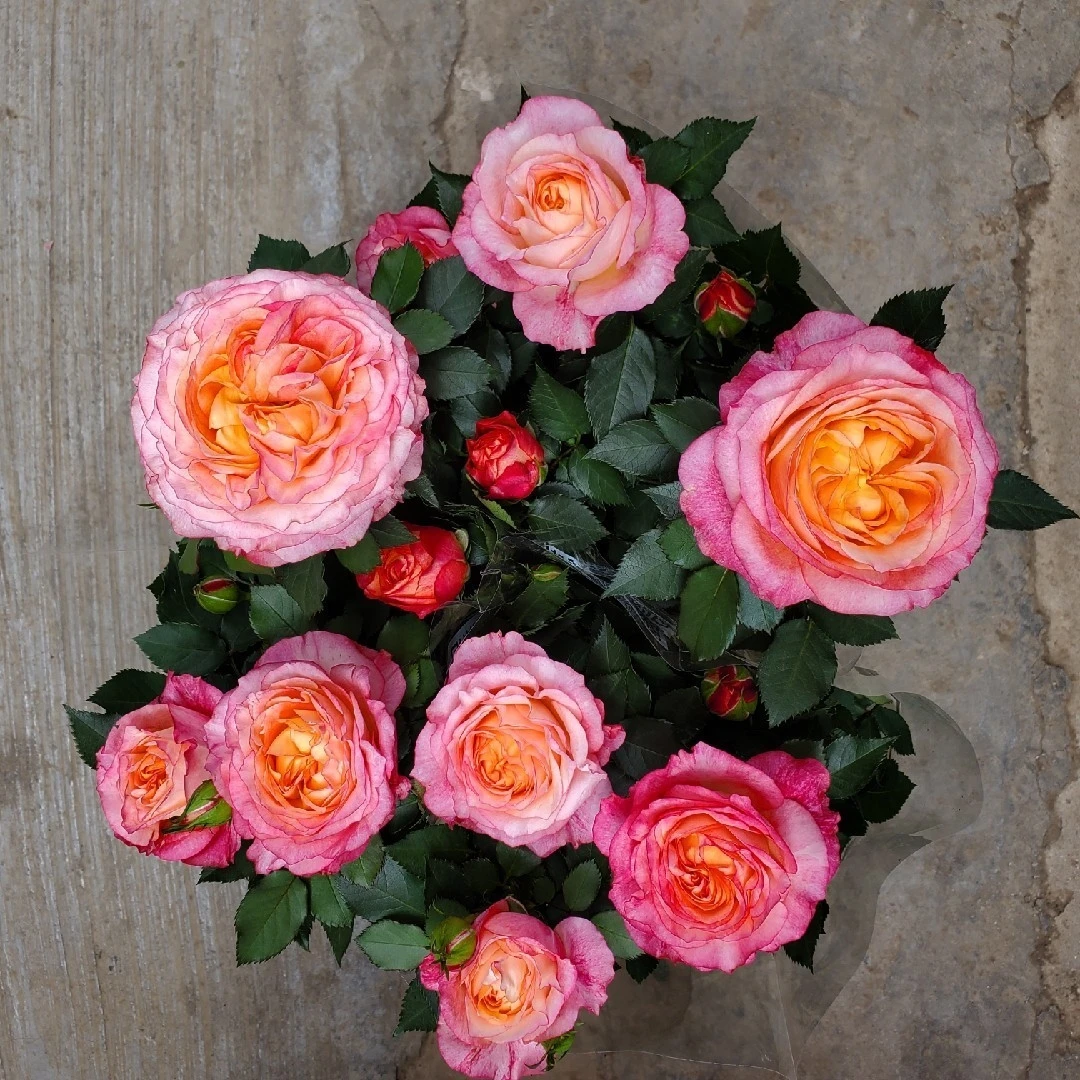 月季大花美人多季开花庭院阳台绿植盆栽花卉多肉抗病强适合新手