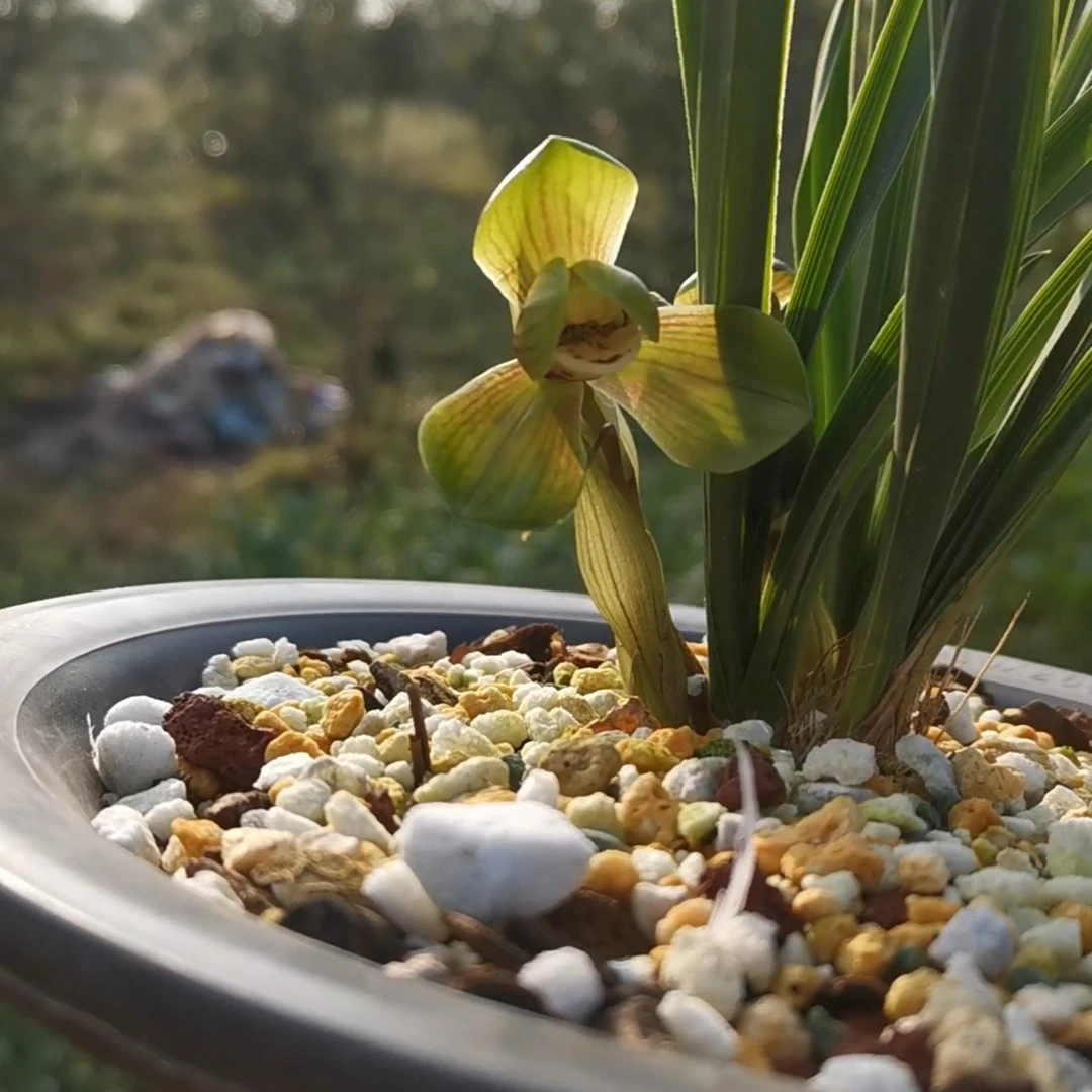 春兰老种环球荷鼎