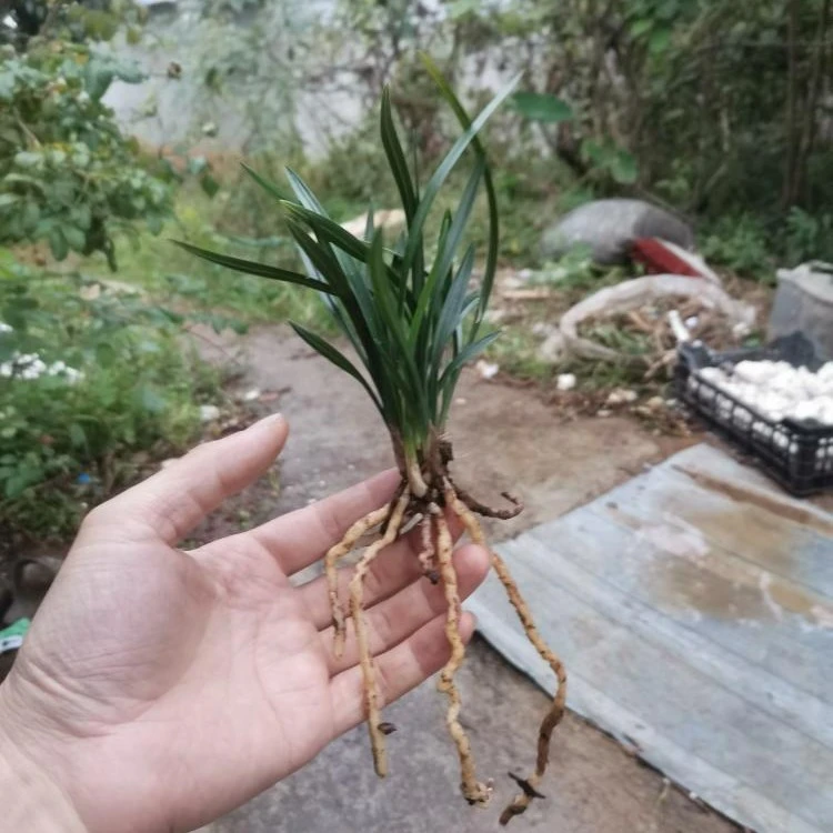 兰花春剑春兰直播用