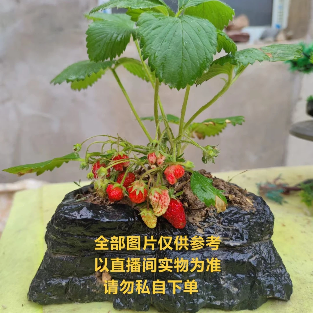 创意禅意石头花盆天然造型石头花盆多肉桩子水培造景层林石艺盆