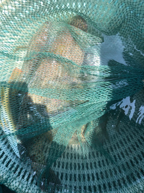 广东生猛海鲜两条石斑鱼4.68斤（广东拍）