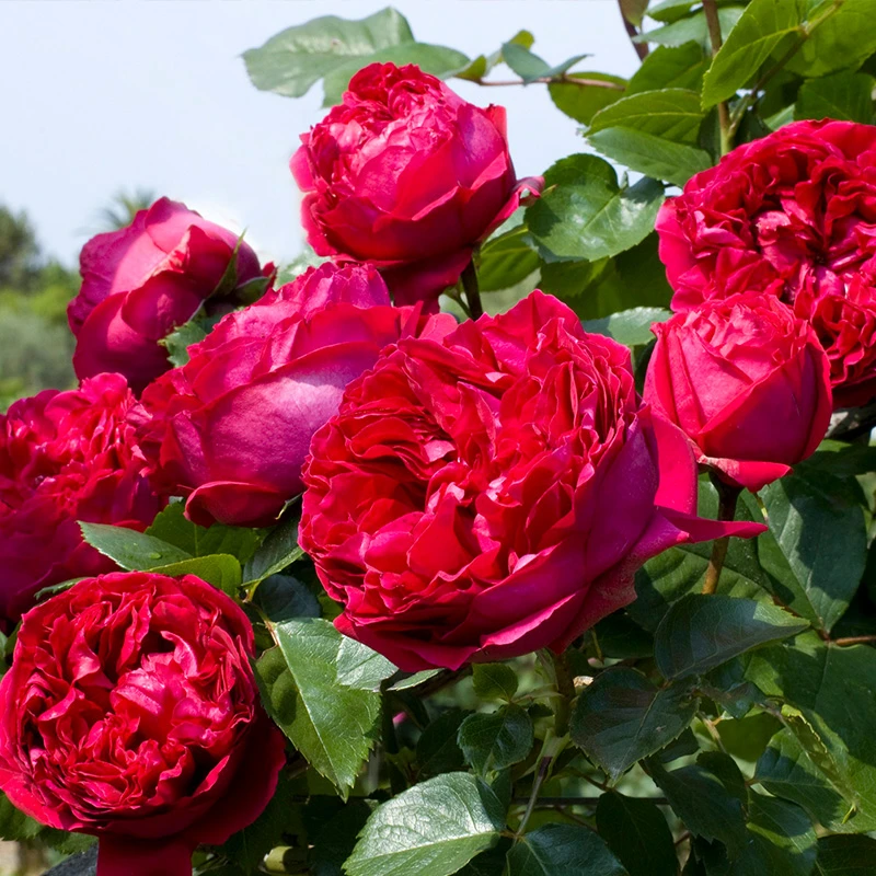 2号宜然园艺3加仑灌木藤本花苗庭院爬藤多季节重复开花