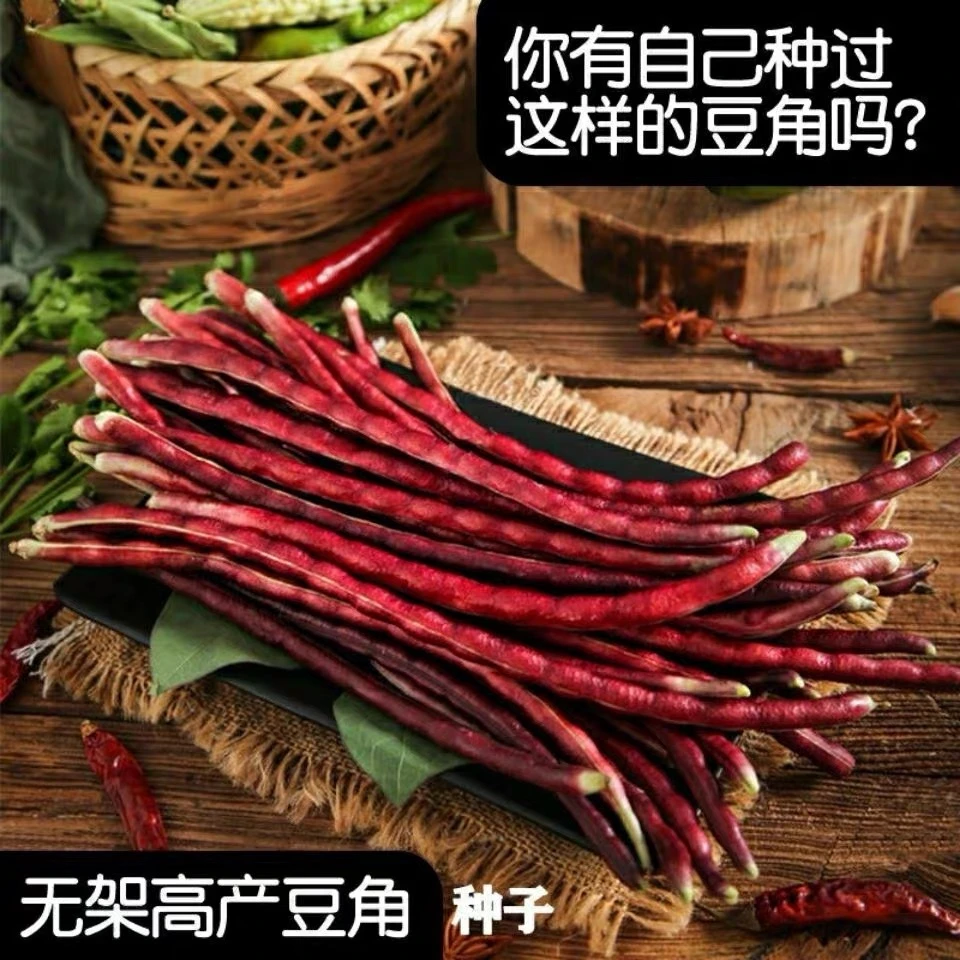 红色无架豆角种子豇豆满地爬温室四季种植春季简单夏季高产使用