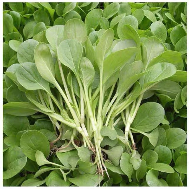 四季鸡毛菜种子耐寒速生苏州青上海青小青菜小油菜盆栽蔬菜种植