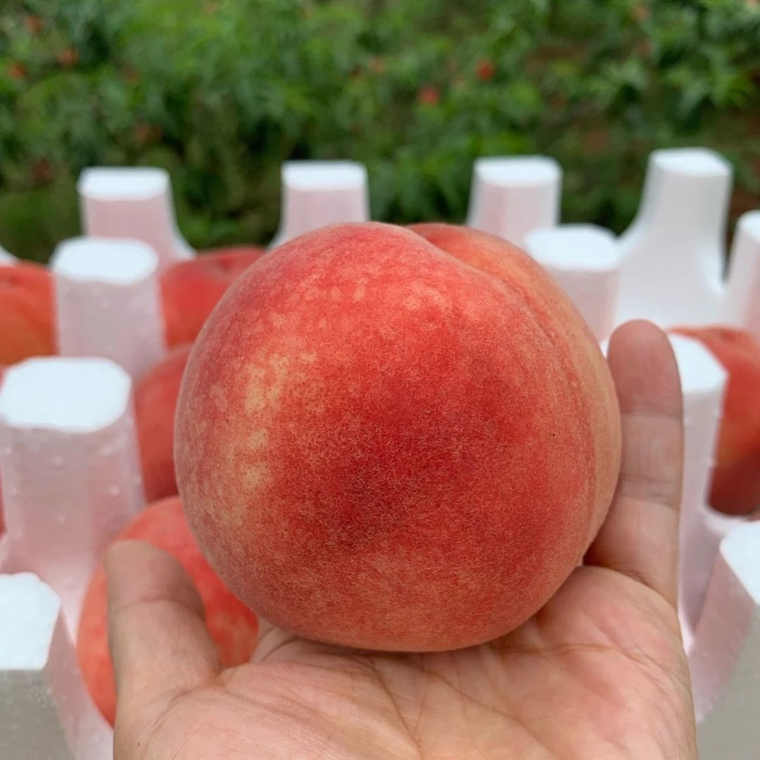 龙泉驿精选水蜜桃（保底4.5斤）