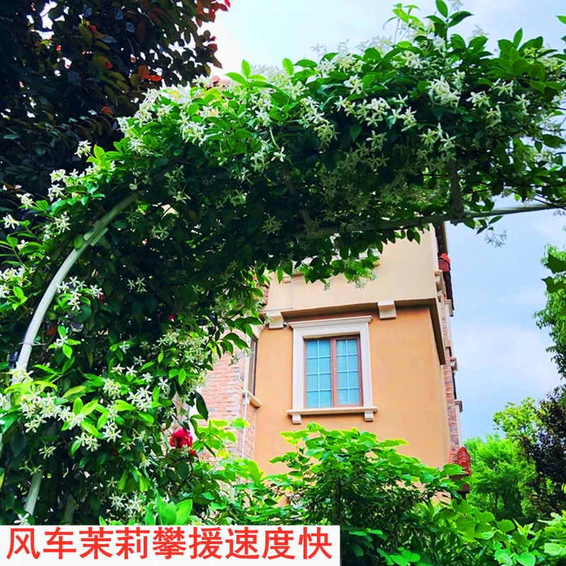 风车茉莉爬藤植物络石藤盆栽阳台庭院耐寒浓香花卉银丝茉莉植物