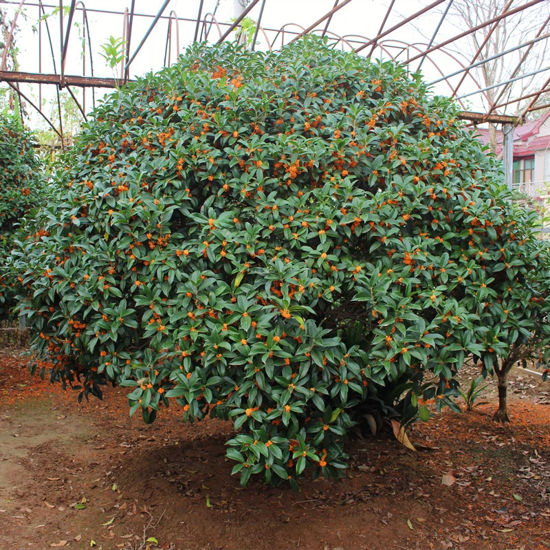 桂花盆栽四季桂金桂浓香型室内阳台植物庭院地栽丹桂花卉沉香桂
