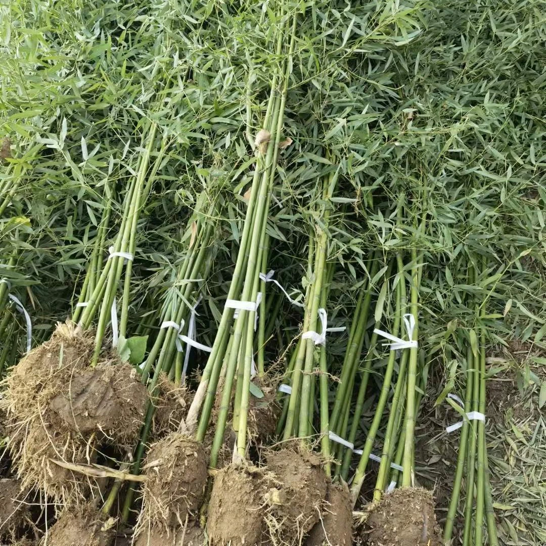青竹绿竹四季常青庭院植物北方耐寒耐旱盆栽地栽户外绿化竹子苗