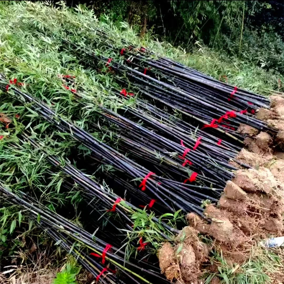 紫竹苗名贵品种墨竹黑竹庭院四季常青耐寒耐旱风景盆栽地栽竹子苗