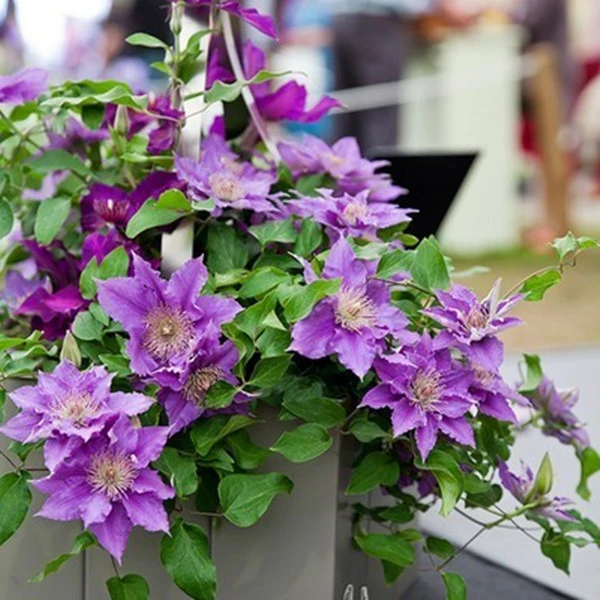 大道铁线莲重瓣爬藤带花苗攀援庭院花卉盆栽地栽观花植物室内四季