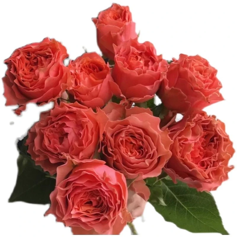 新品 路易斯莱 肯尼亚切花玫瑰 波浪边抗病直立