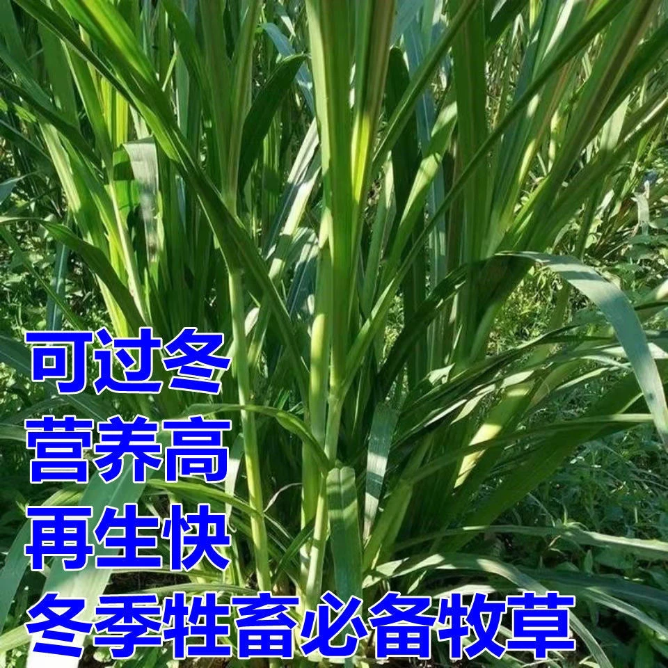 高产中华粮草    耐寒霜雪可过冬