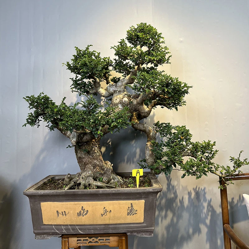 小叶榔榆-年功岭南盆景