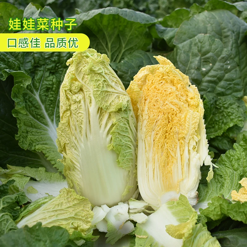 娃娃菜种籽四季小白菜籽春秋蔬菜菜籽青娃娃菜种子大全农家种孑冬