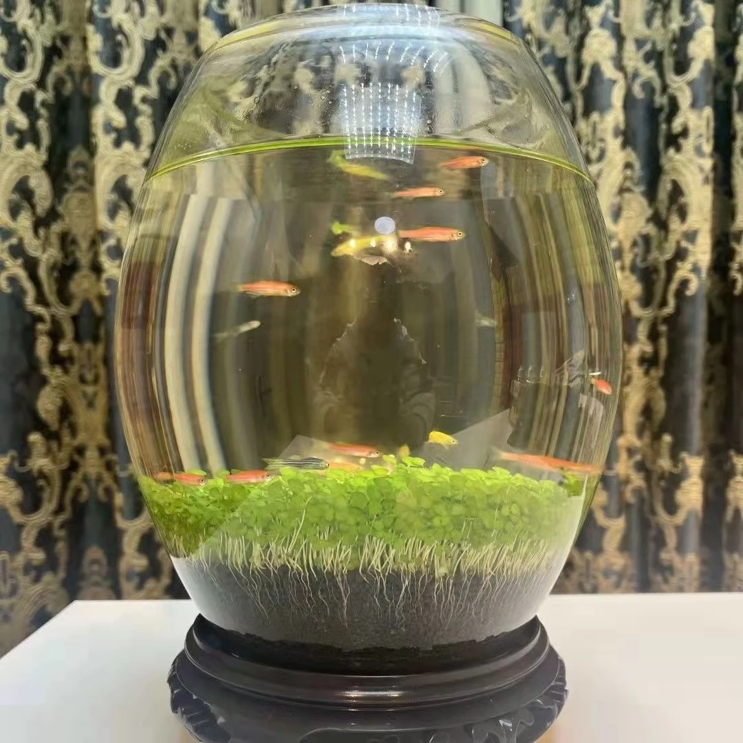 20*25超大鹅蛋缸生态鱼缸微景观水培绿植造景鱼虾水草自循环