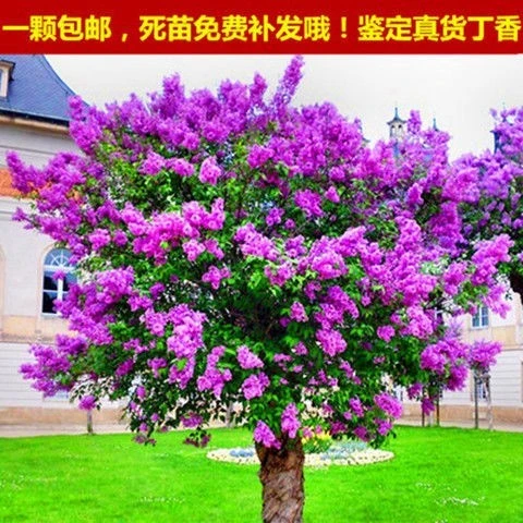 丁香花盆栽四季开花植物户外庭院树苗花园绿植绿化园林耐旱室外
