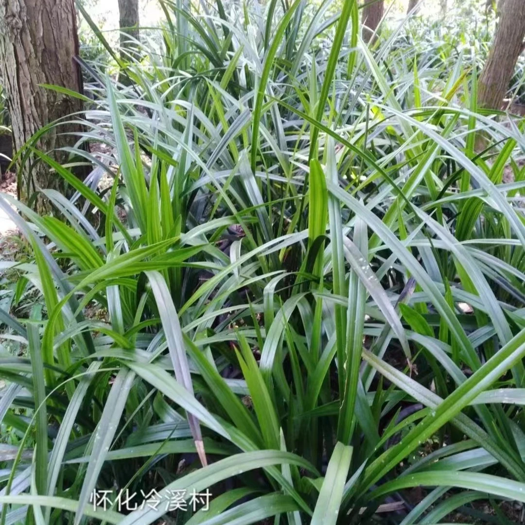 国兰蜜蜂兰盆栽花卉